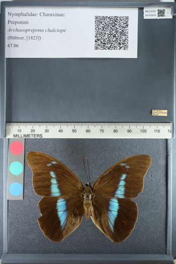 Media type: image;   Entomology 163819